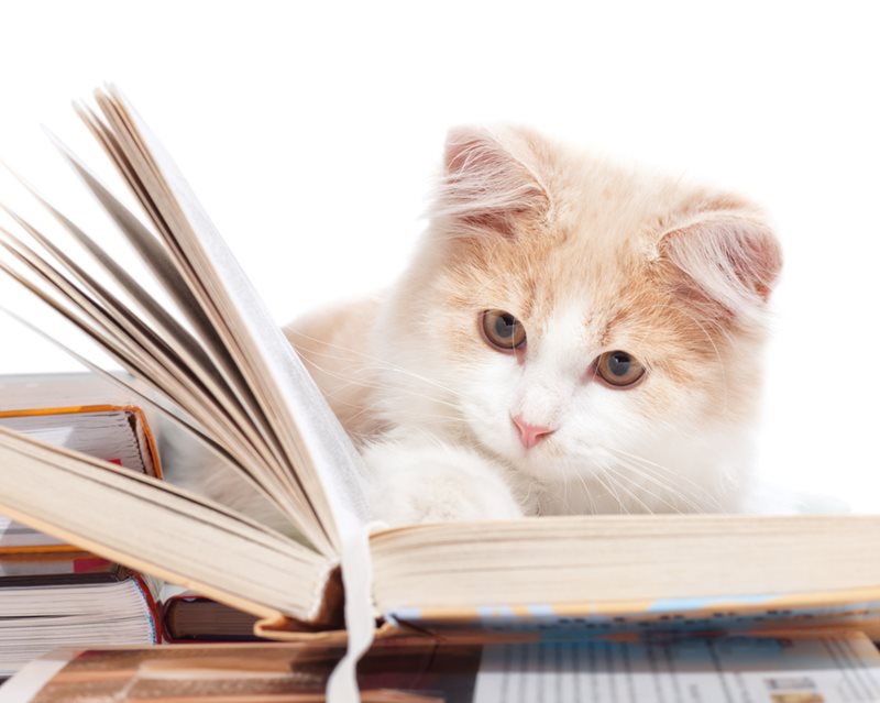 Cat-books